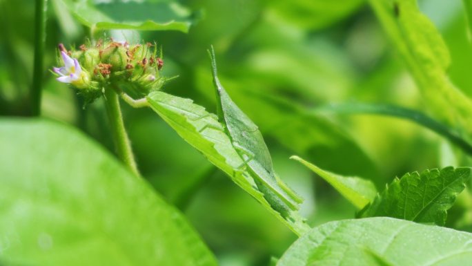 害虫蝗虫、尖头蚱蜢