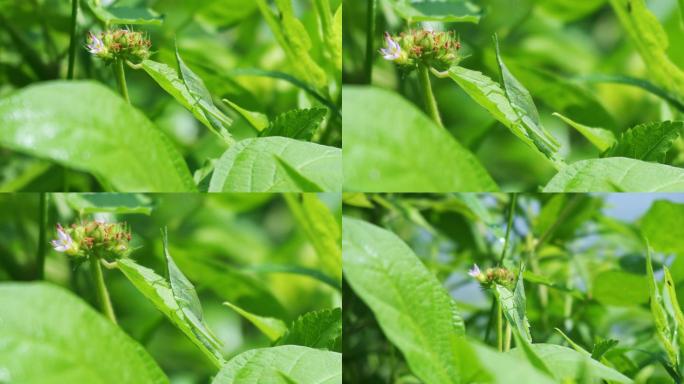 害虫蝗虫、尖头蚱蜢