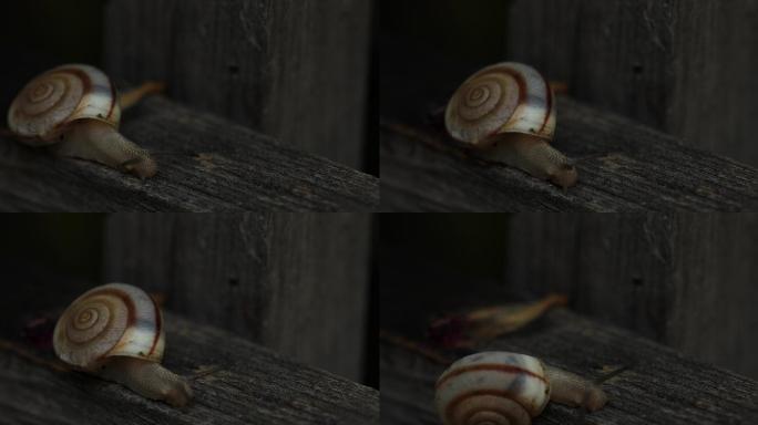 华蜗牛