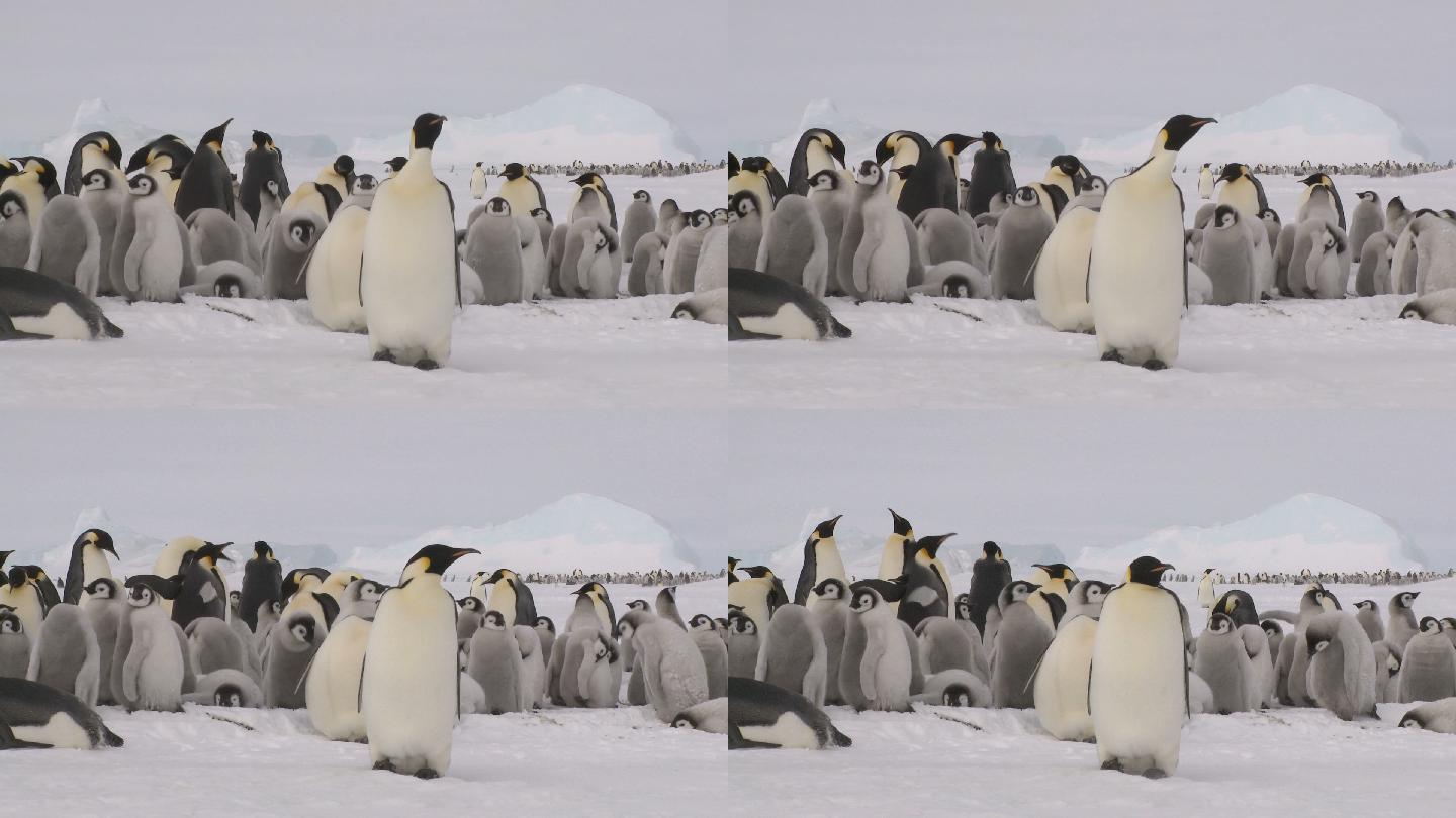 企鹅群南极帝企鹅企鹅栖息地