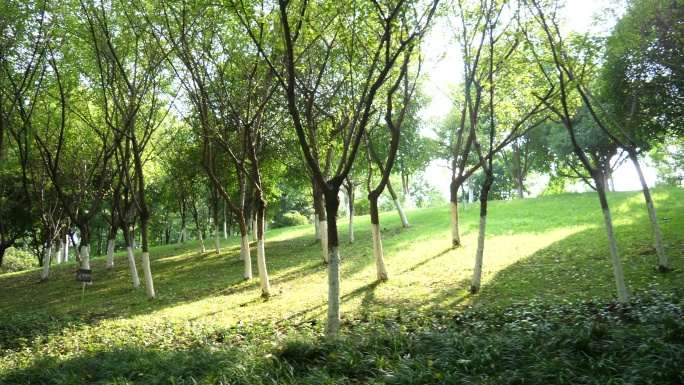 公园阳光树林园林