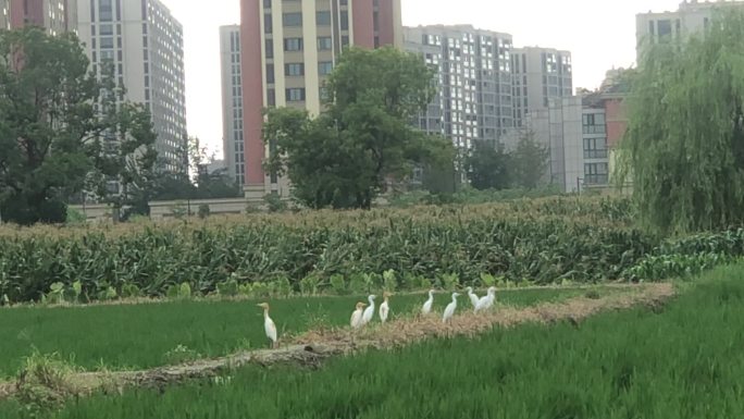 春天夏天美丽的飞鸟田园风光