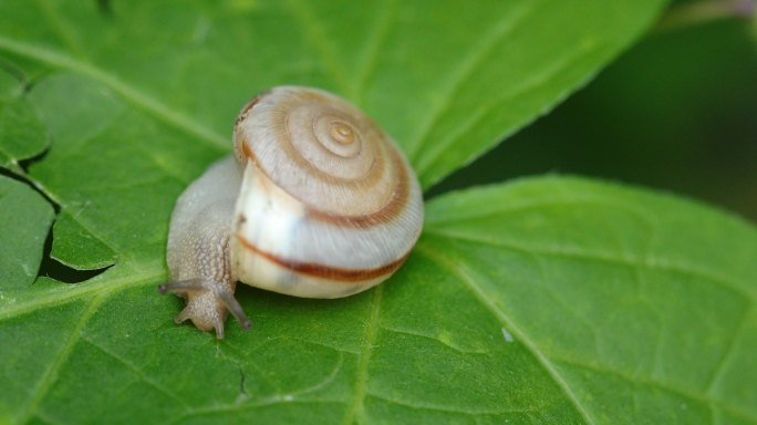 树叶上的蜗牛