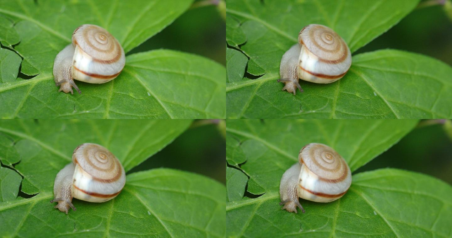 树叶上的蜗牛