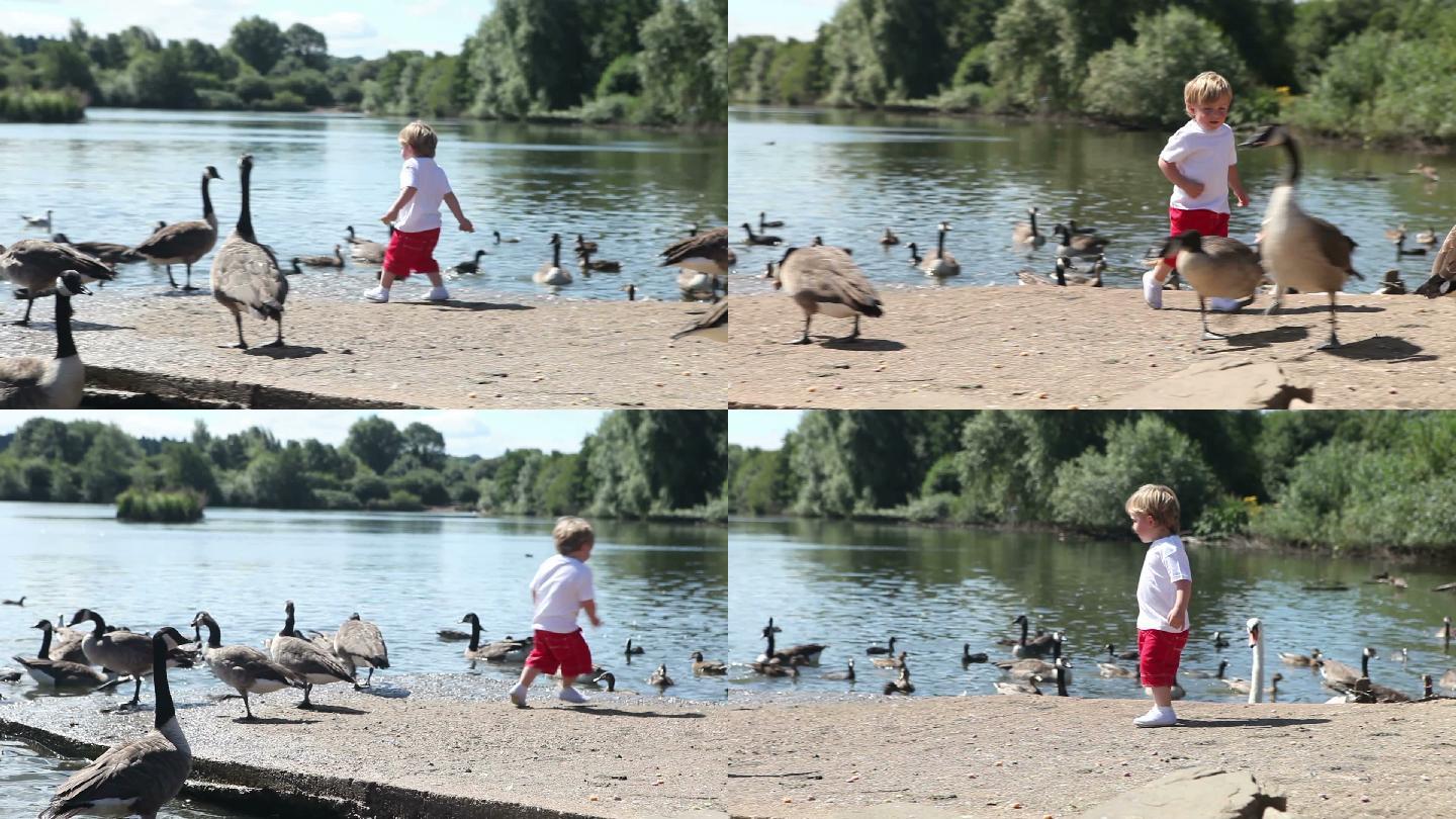 可爱的蹒跚学步的孩子在追逐和喂养鸭子