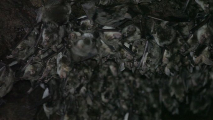 洞穴里的蝙蝠群