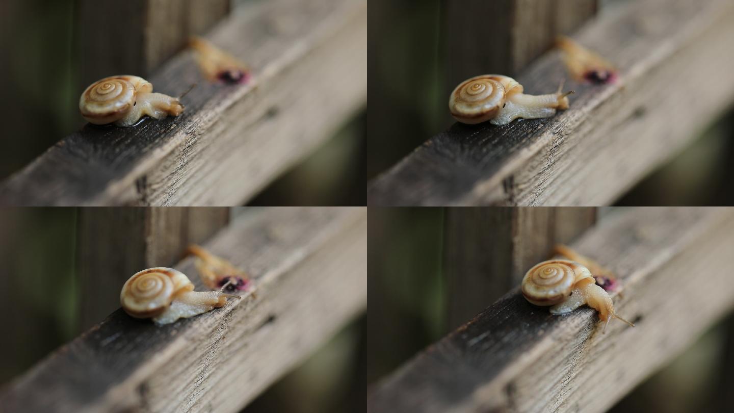 在木栅栏上爬行的蜗牛