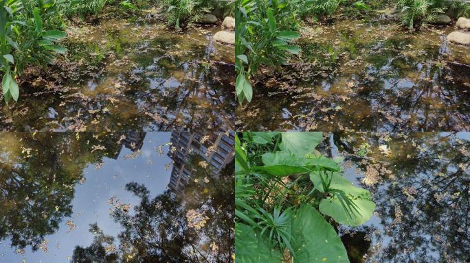 水坑和植物一组