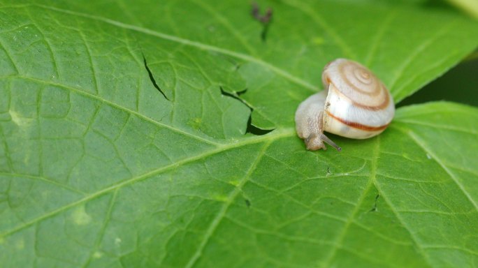 叶子上的华蜗牛