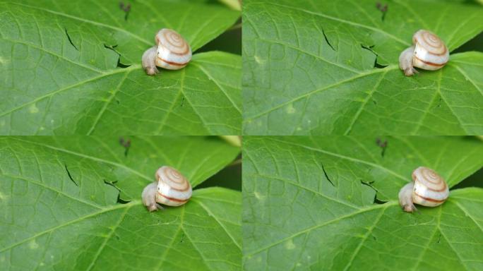 叶子上的华蜗牛
