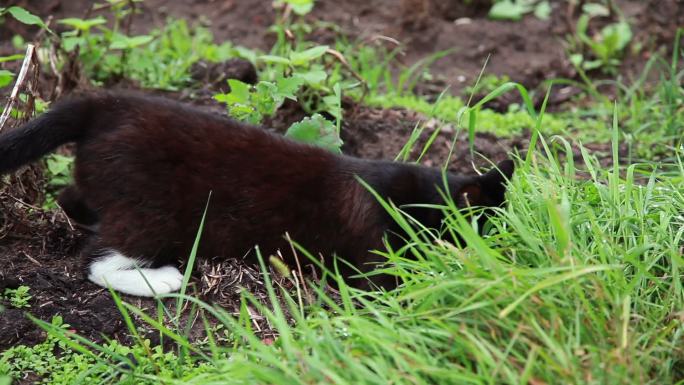 猫在草地上捕鼠