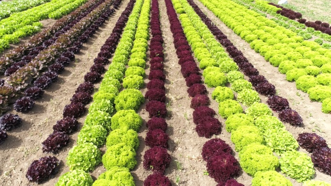 从无人机视角拍摄的蔬菜园镜头。