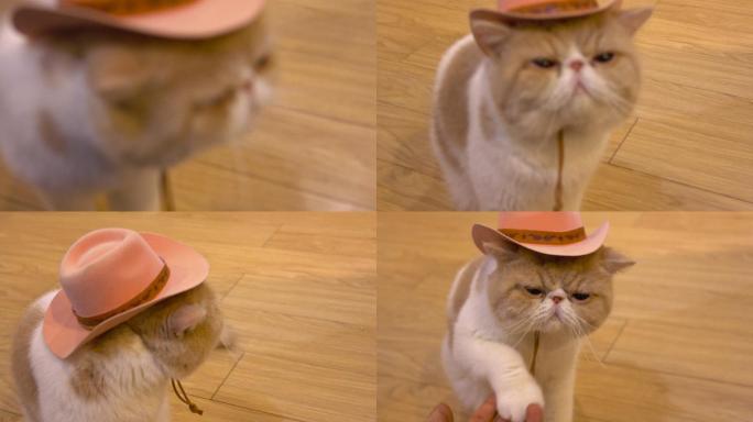 可爱的猫戴着粉红色的帽子和人握手