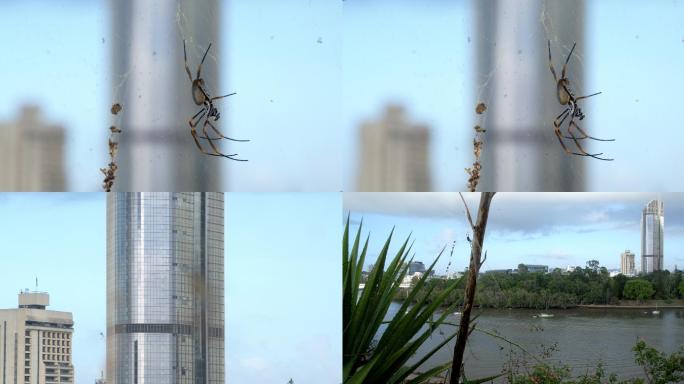 一只蜘蛛在织网