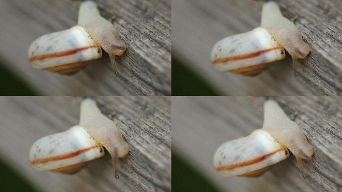木栅栏上的蜗牛特写