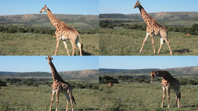 长颈鹿野生动物世界长颈鹿国家保护动物大自