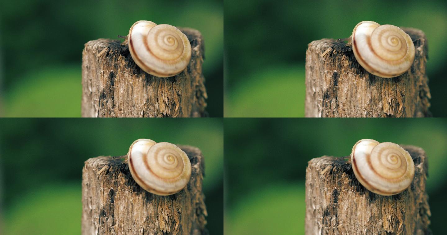 木头上的蜗牛