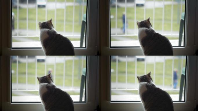 猫看着窗外懒惰室内家猫
