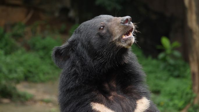 亚洲黑熊野兽可爱吃东西