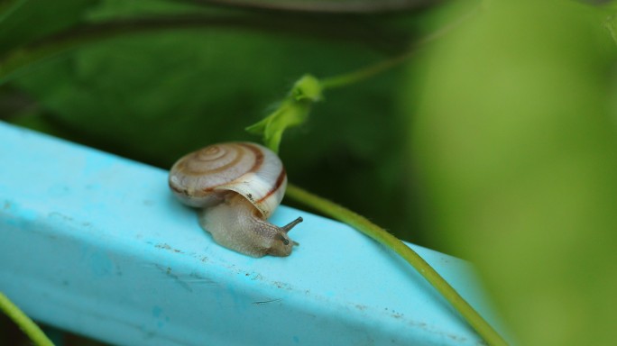金属栏杆上的小蜗牛