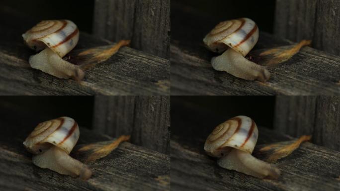 华蜗牛陆生贝壳类软体动物