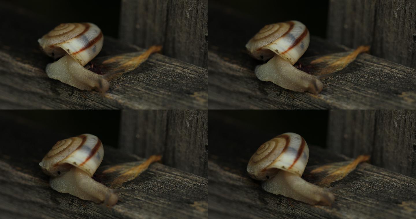 华蜗牛陆生贝壳类软体动物