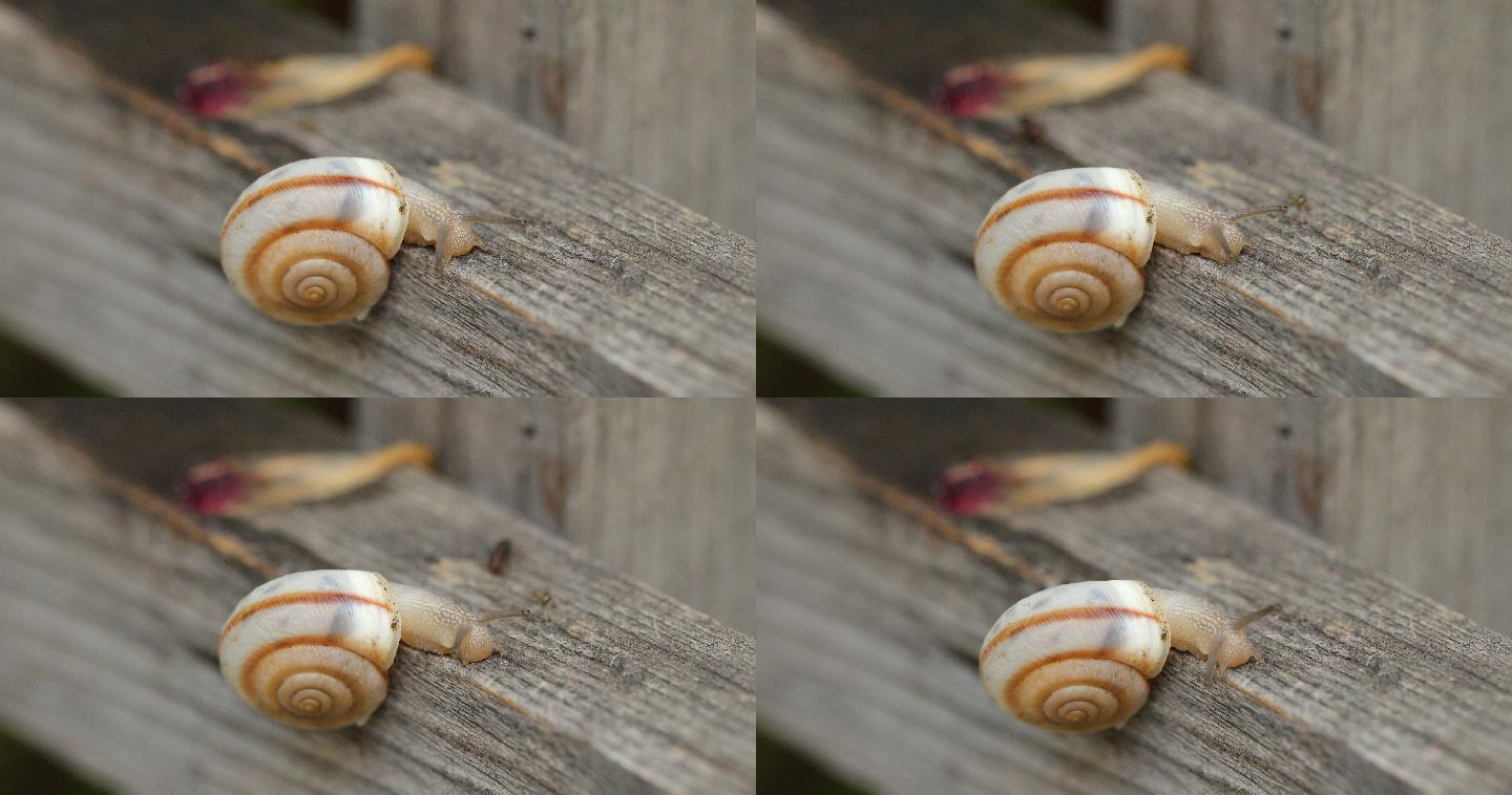 木栅栏上的蜗牛