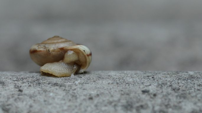 缩到壳里的小蜗牛