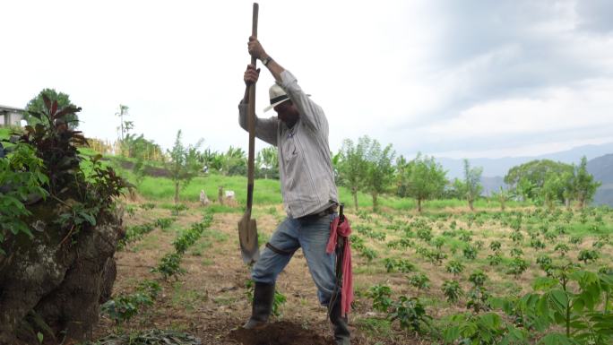 农夫用铲子挖洞种咖啡