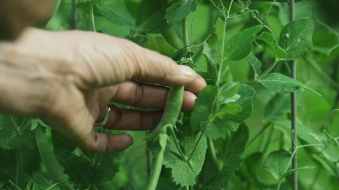 摘豌豆种植农业土地土壤丰收绿色有机蔬菜