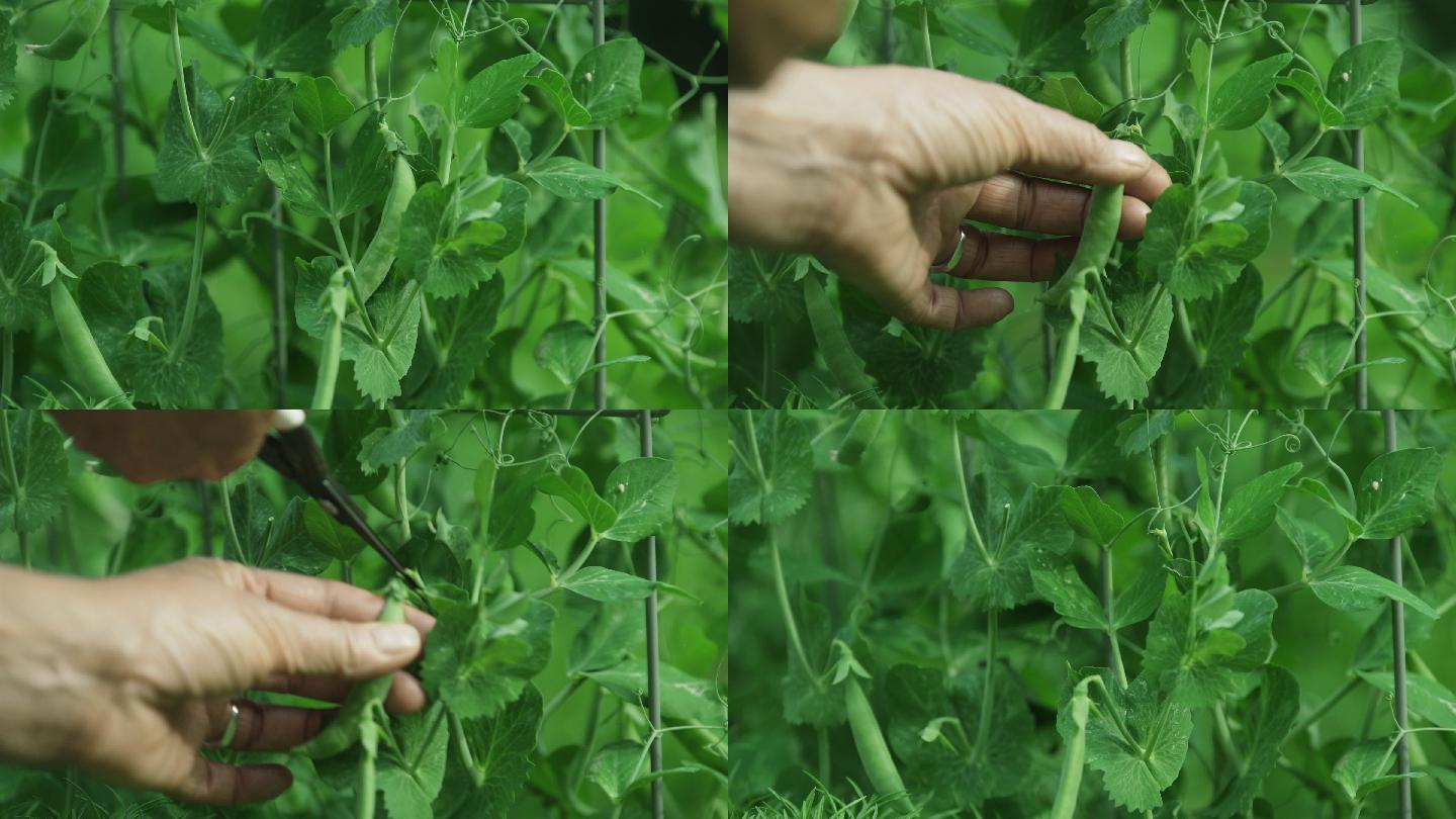摘豌豆种植农业土地土壤丰收绿色有机蔬菜