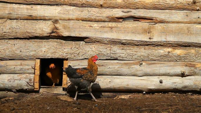 木制鸡舍里的鸡