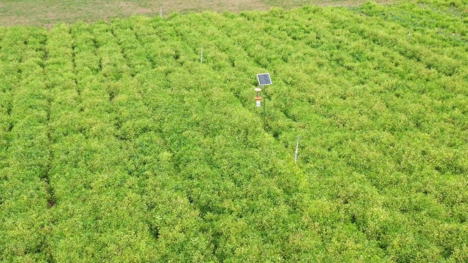 黄芪种植基地