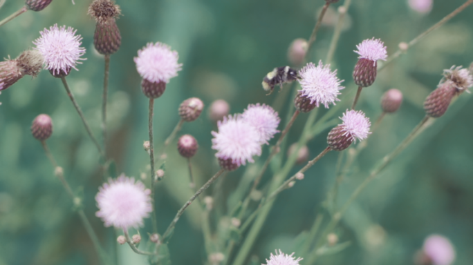 花朵蒲公英实拍视频