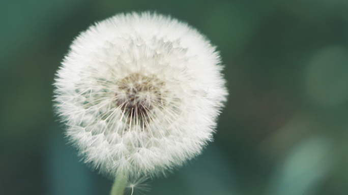 花朵蒲公英实拍视频