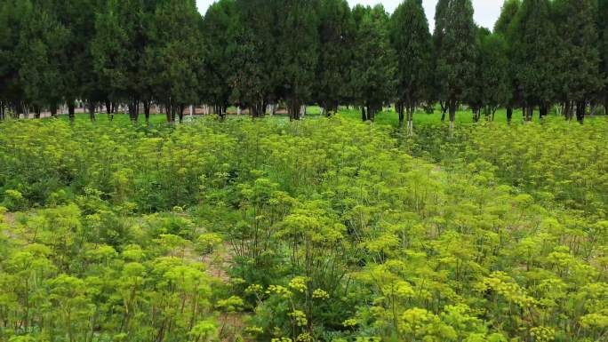 白芷——中草药种植