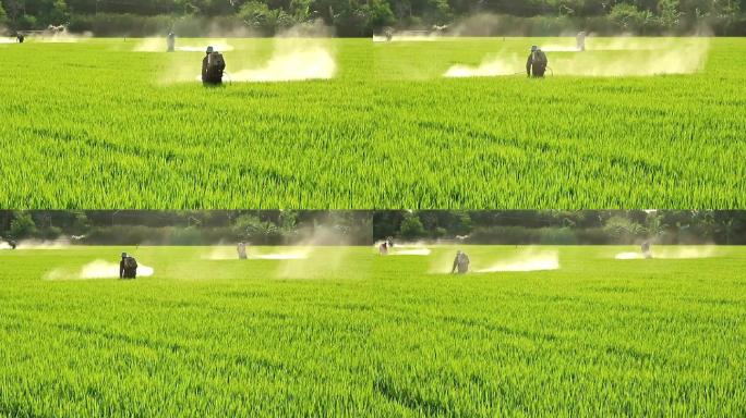 农民在稻田喷洒杀虫剂