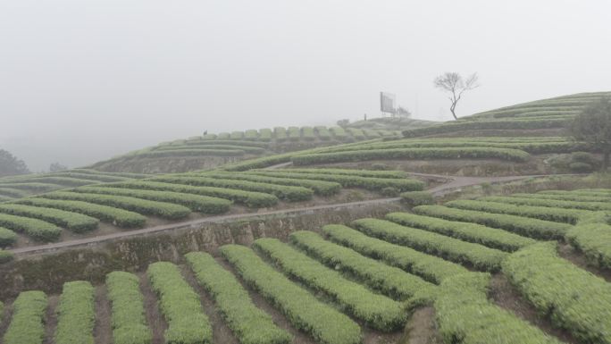 茶地茶田航拍