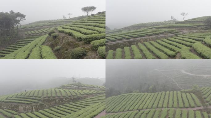 茶地茶田航拍