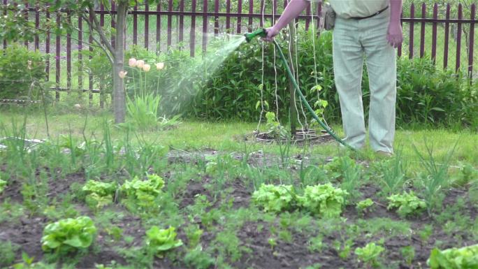 浇灌菜园种菜浇水