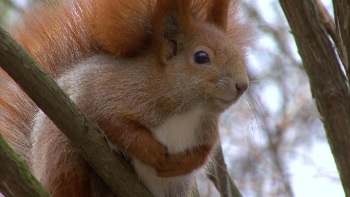 一只红色松鼠坐在森林的树枝上