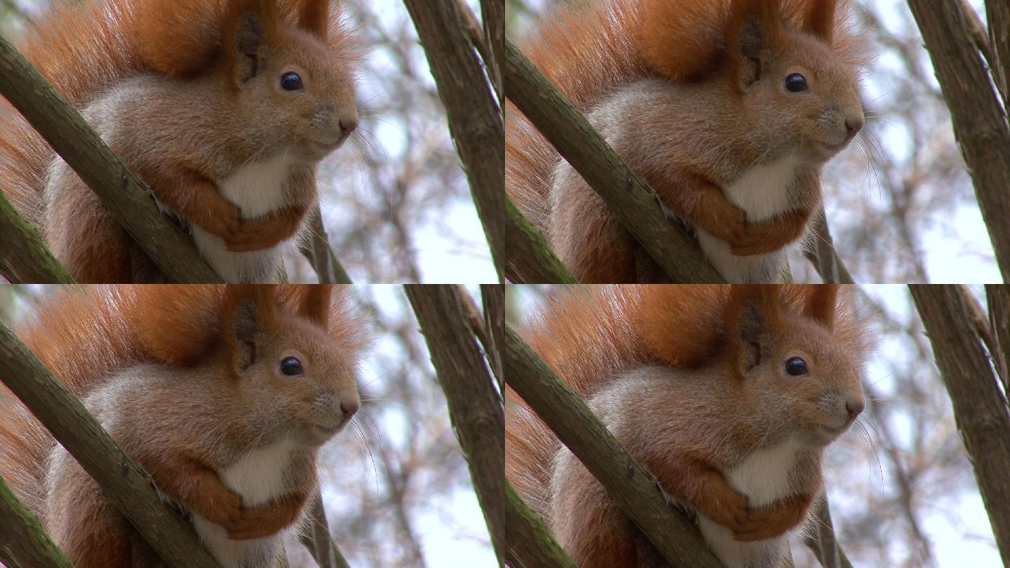 一只红色松鼠坐在森林的树枝上