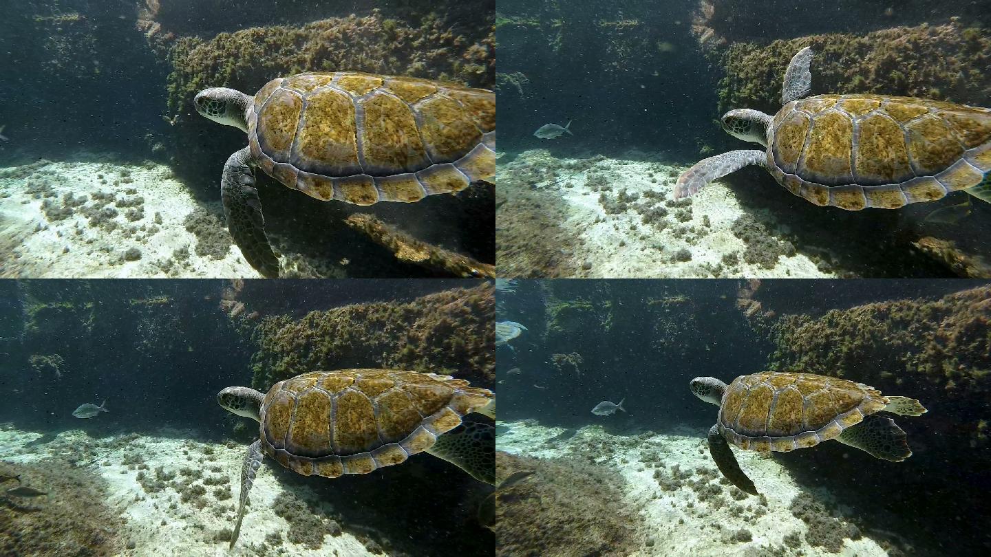 在水下的珊瑚礁游泳的红海龟。