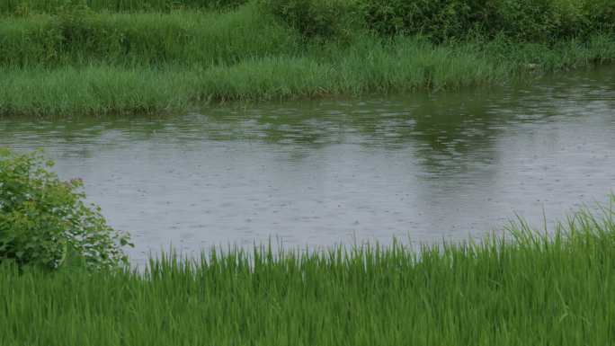 雨中池塘边的碧绿水稻01