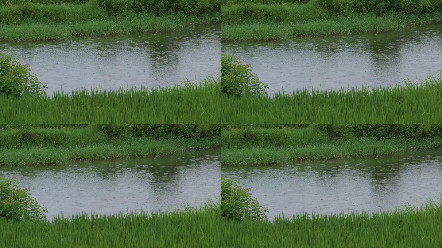 6K雨中池塘边的碧绿水稻01