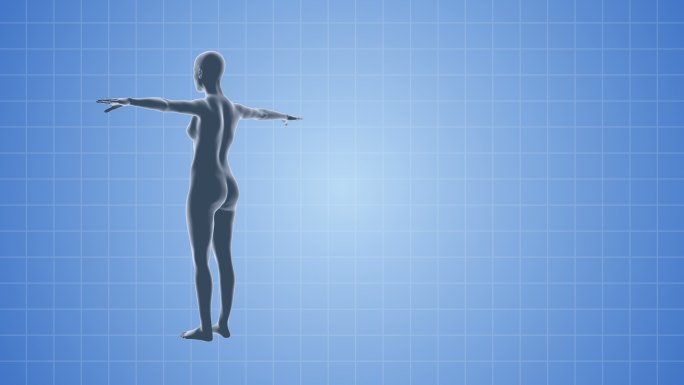 女性身体医学模型