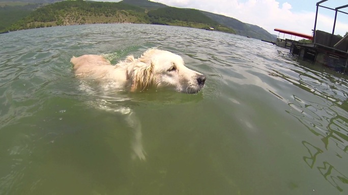 狗在水里游泳