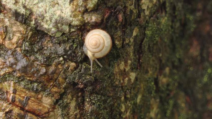 雨后蜗牛爬树