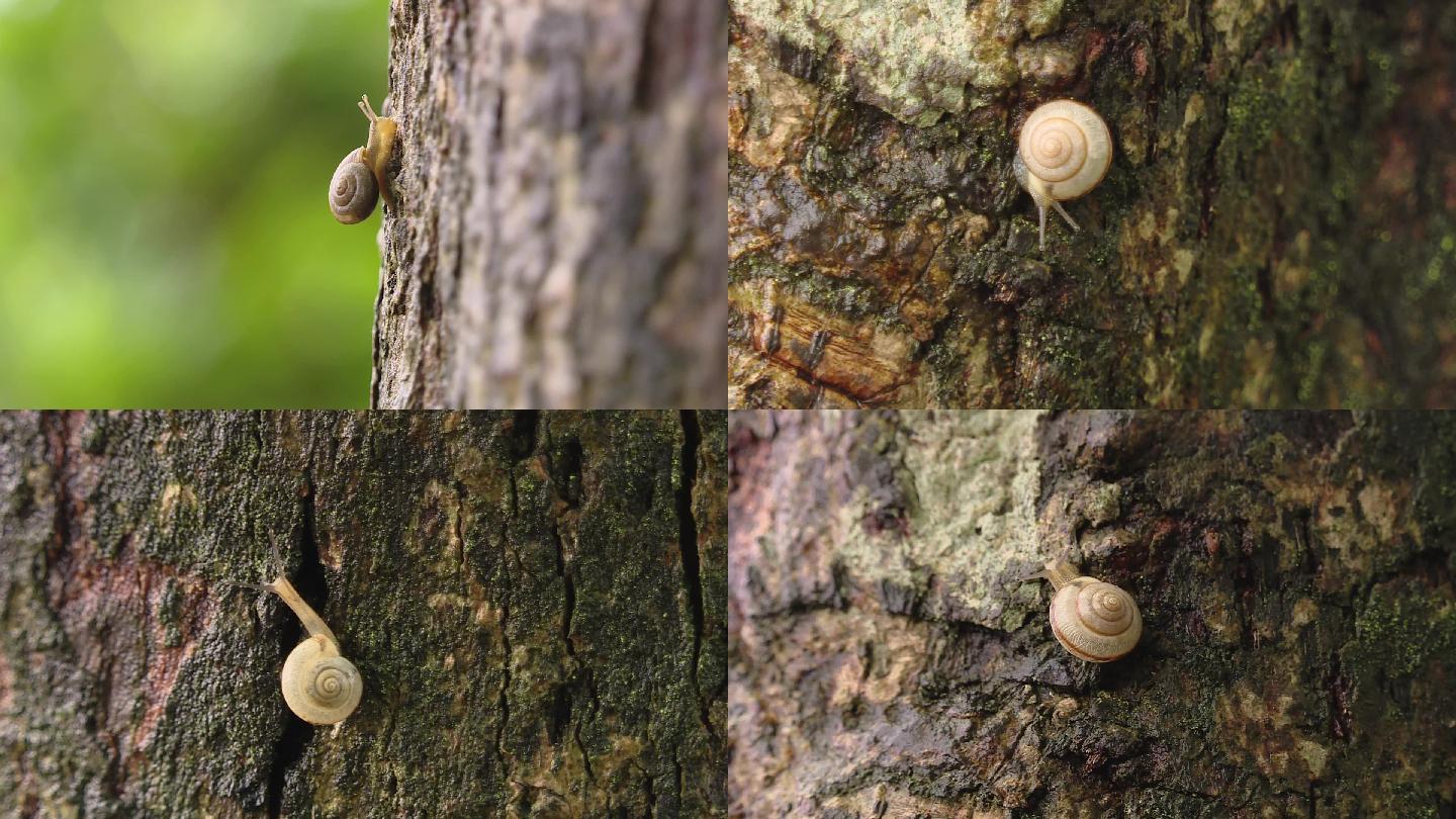 雨后蜗牛爬树