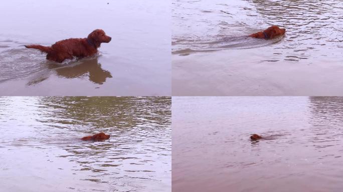 金毛狗游泳